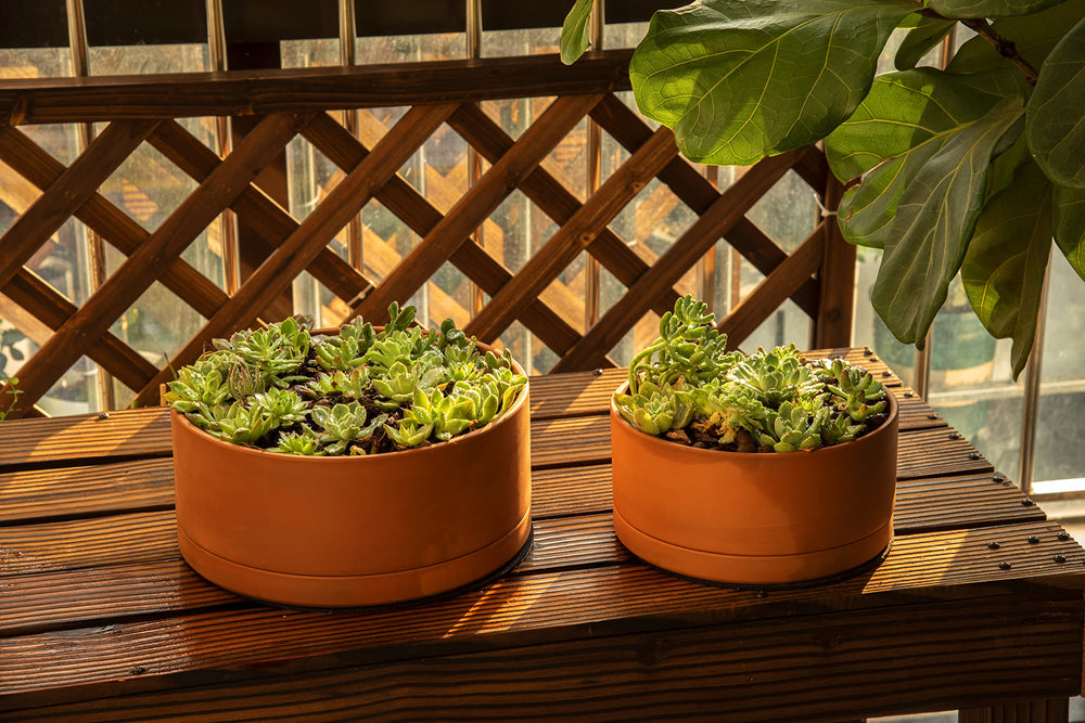 D'vine Dev on a sunlit windowsill demonstrating decor integration and plant display