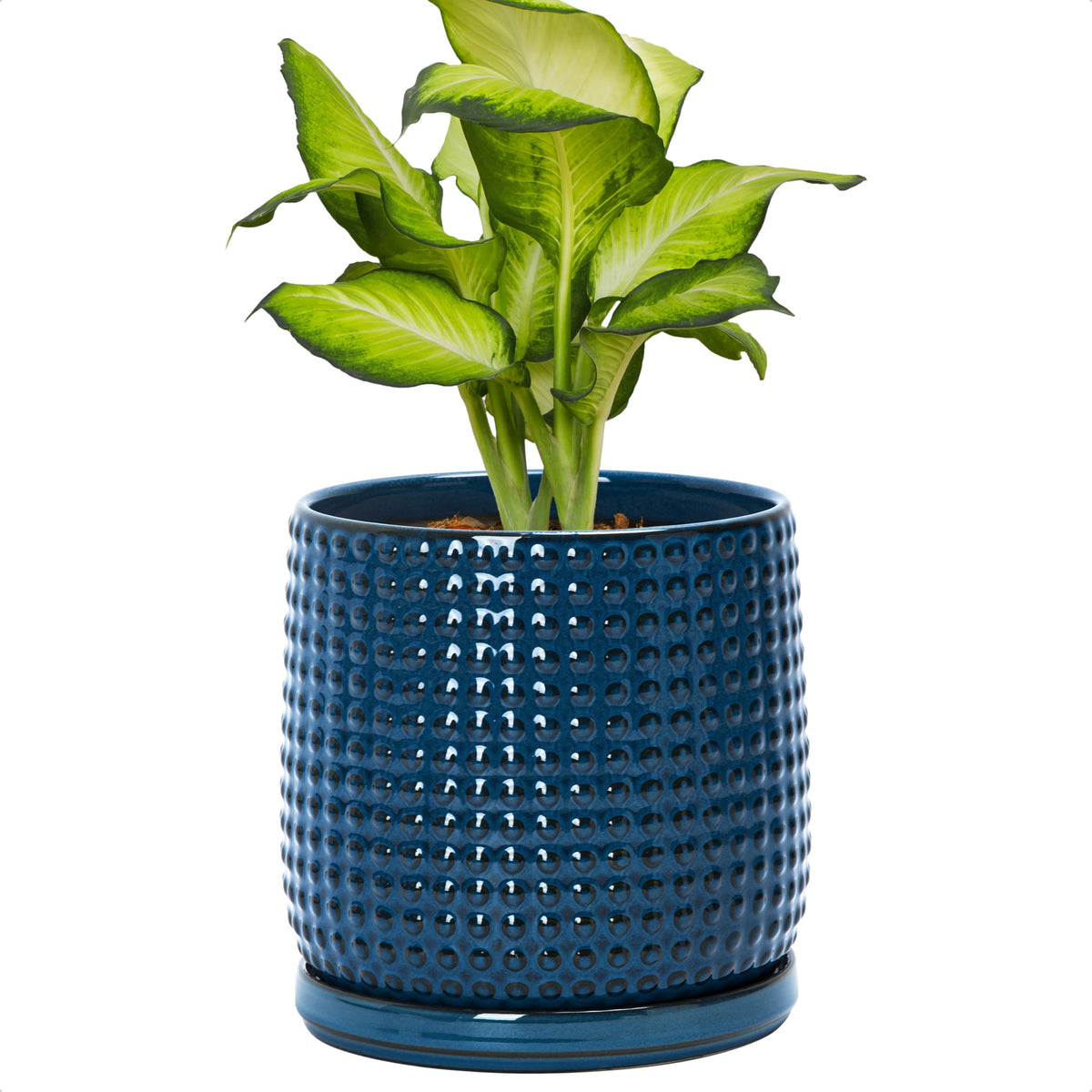 D'vine Dev front view of midnight blue pot showing elegant finish and style