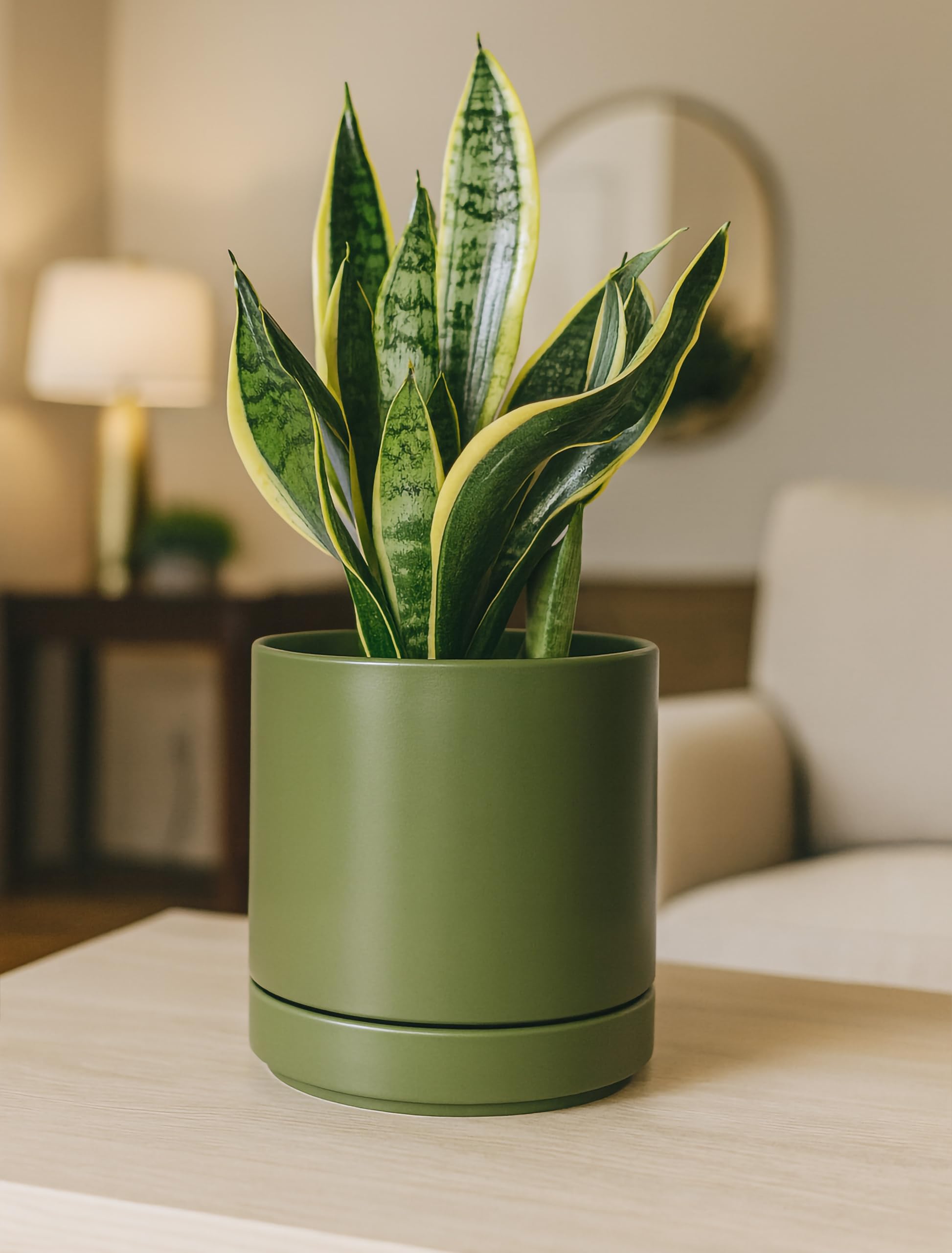 D'vine Dev planter in use with succulent showing attractive tabletop display