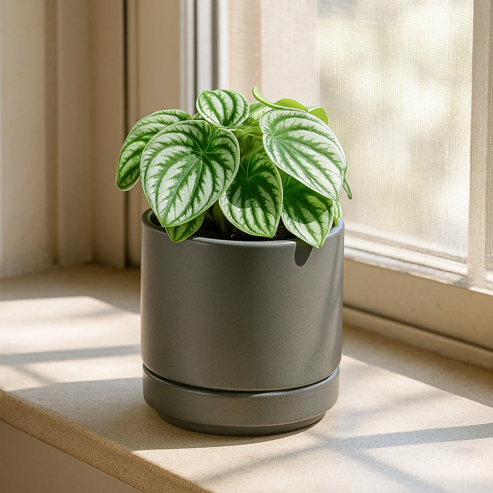 D'vine Dev box with pots and accessories showing ready-to-use convenience and organized contents