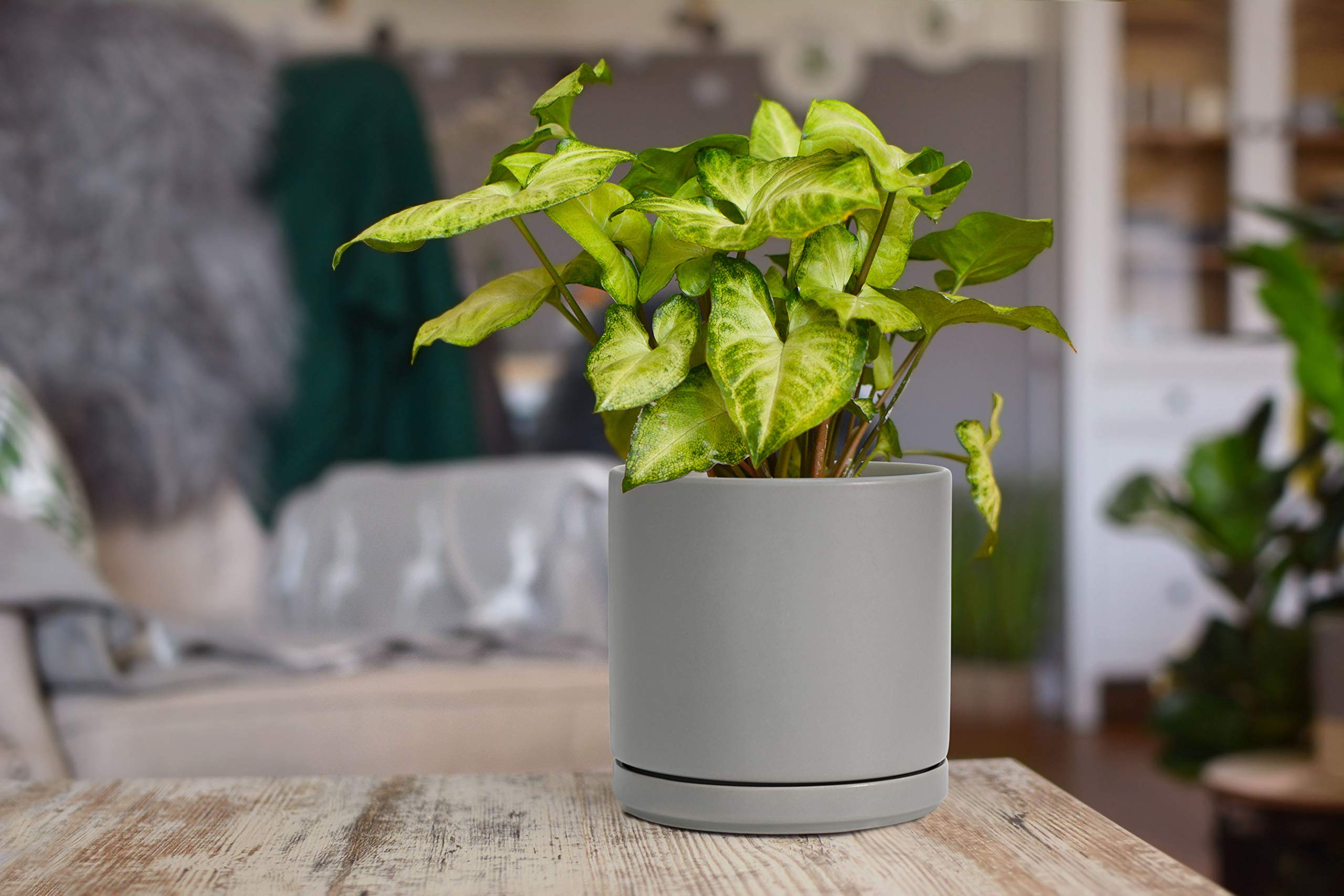 D'vine Dev planter staged in living room demonstrating style and space-saving benefit
