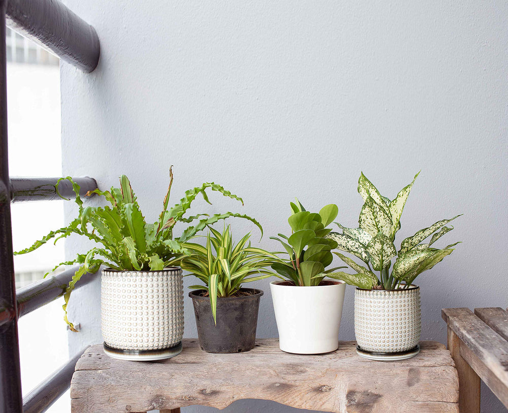 D'vine Dev planter styled with succulent cluster for a polished tabletop display