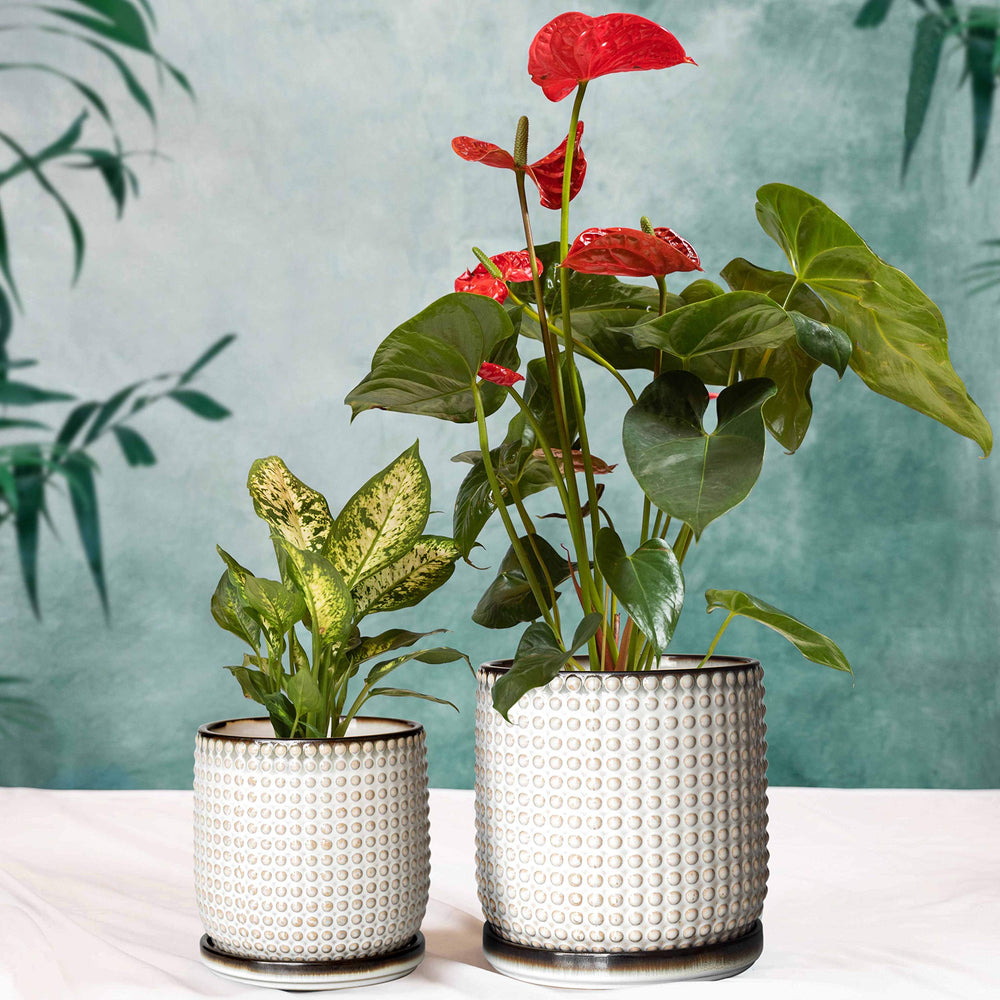 D'vine Dev planter held in hand to show scale and easy placement on shelves