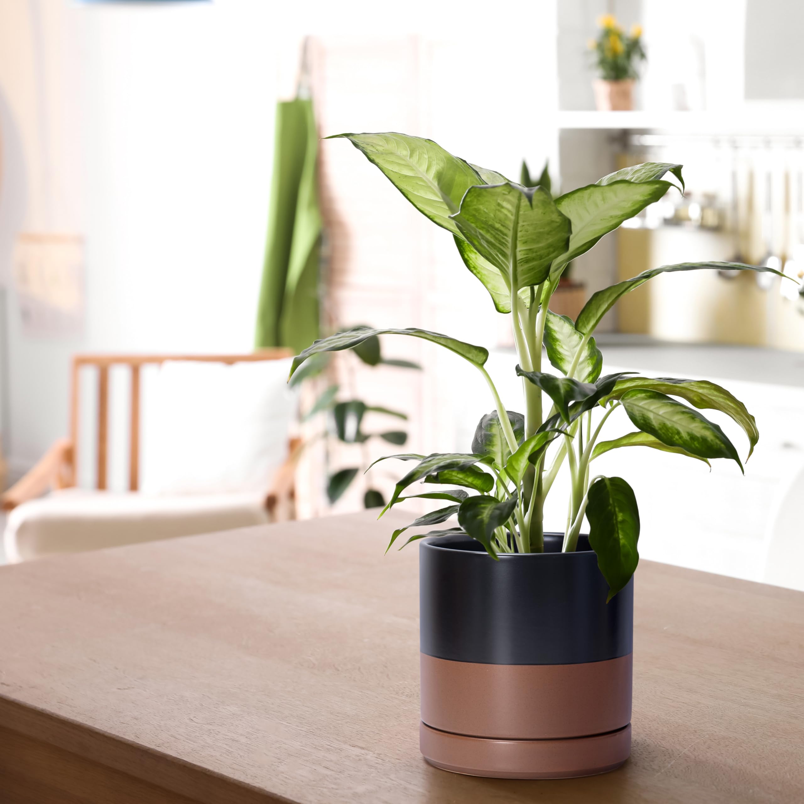 D'vine Dev planter held in a hand to show 6.5 inch scale for choosing appropriate plant size