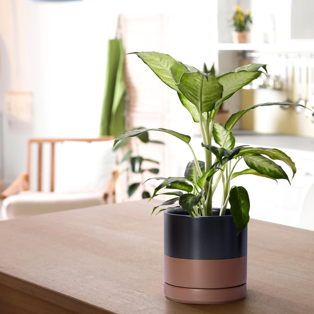 D'vine Dev planter held in a hand to show 6.5 inch scale for choosing appropriate plant size