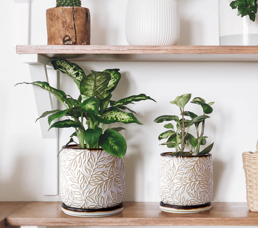 D'vine Dev small and large planters side-by-side showing scale comparison