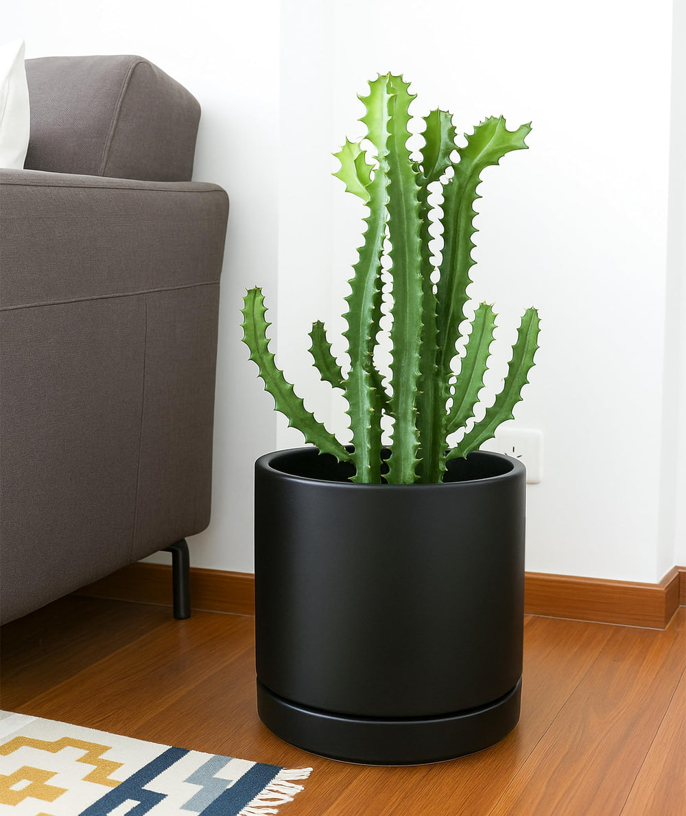 D'vine Dev pot next to a hand for scale showing true 10 inch size and placement guidance