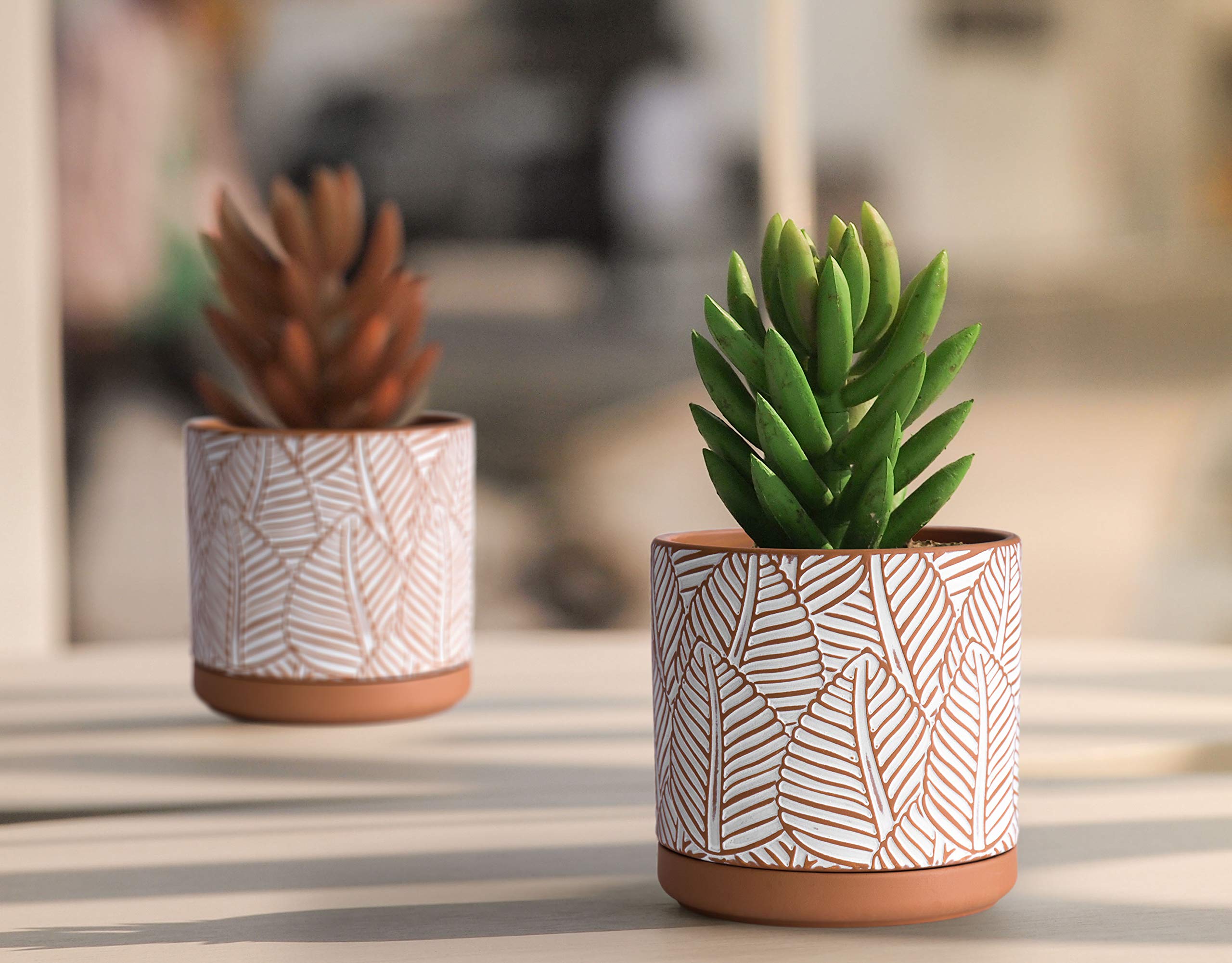 D'vine Dev planter in a living room with succulent showing stylish indoor display