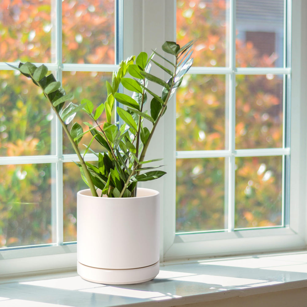 D'vine Dev pair of planters on a windowsill demonstrating decorative styling and bright display benefit
