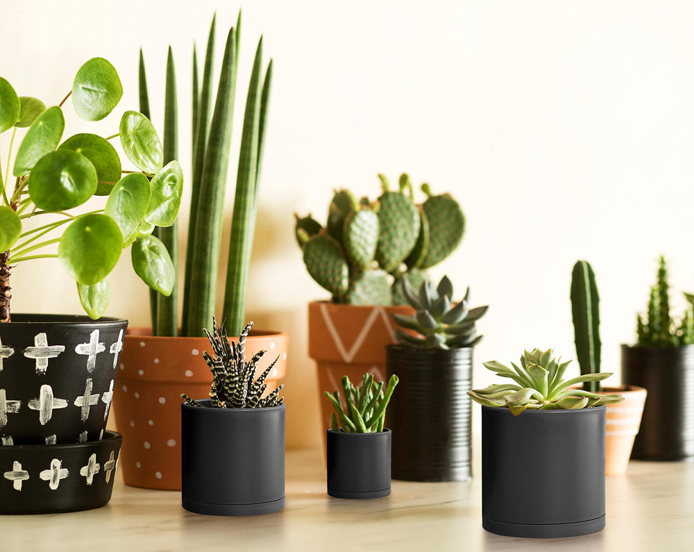 D'vine Dev small succulents planted in pots demonstrating ready-to-display aesthetic