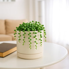 D'vine Dev side view showing pot seated in matching saucer protecting surfaces