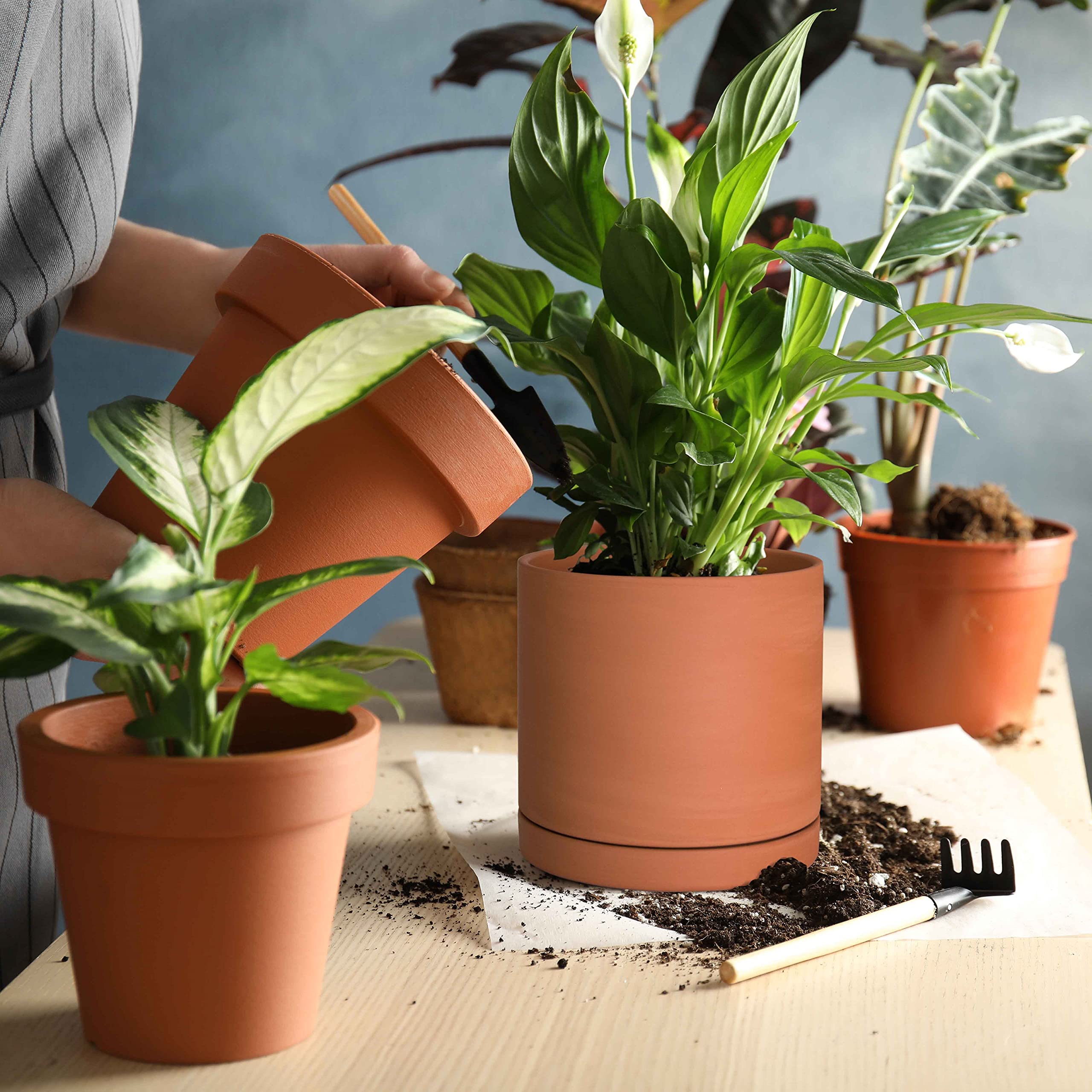 D'vine Dev pot with succulent in bright windowsill showing practical indoor styling benefit