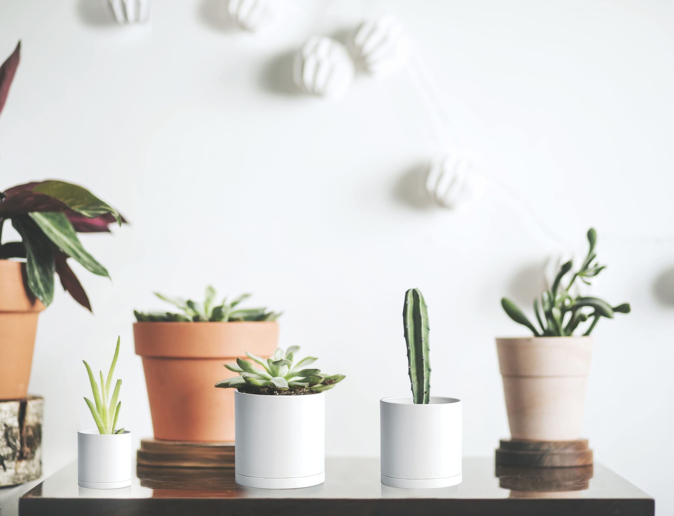 D'vine Dev pots with seedlings on windowsill showing space-saving benefit