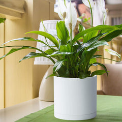 D'vine Dev saucer detail showing snug fit and spill protection for indoor surfaces