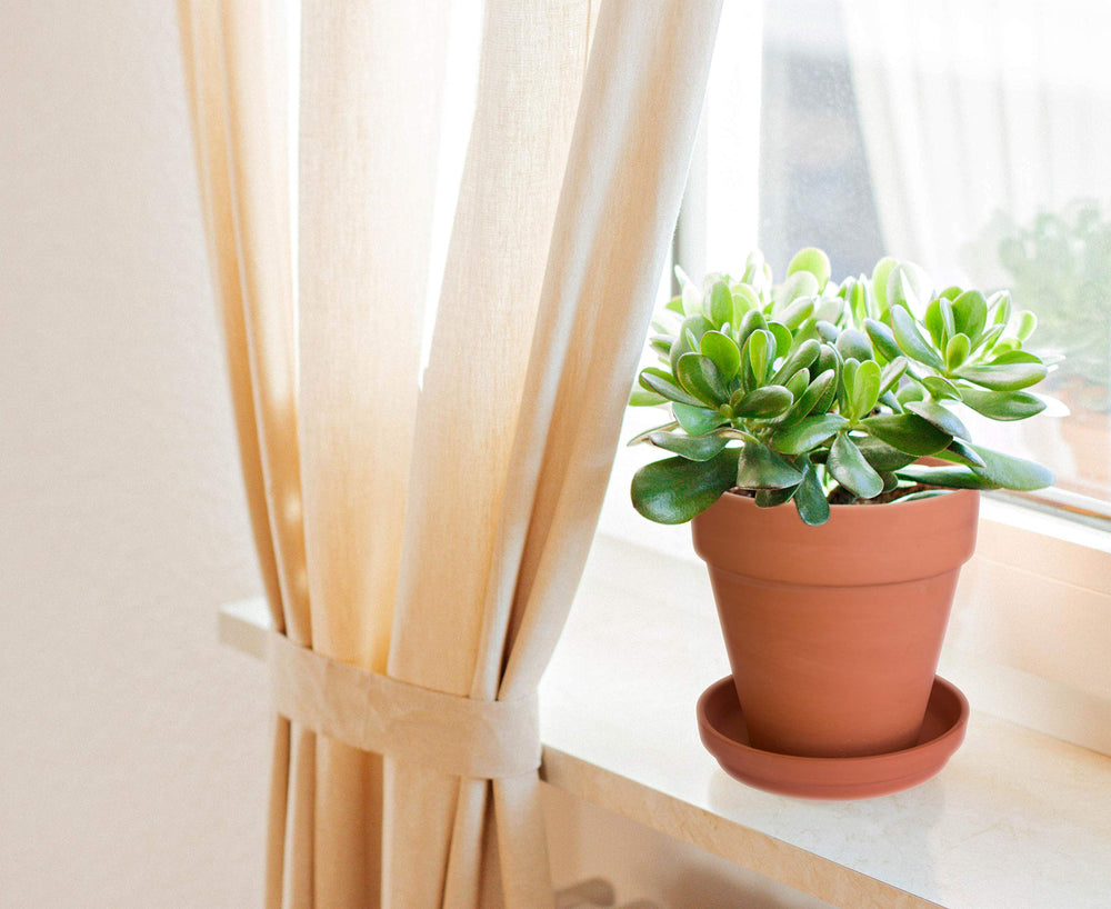 D'vine Dev pot held in hand to show 5.4-inch height and real-world scale for small plants