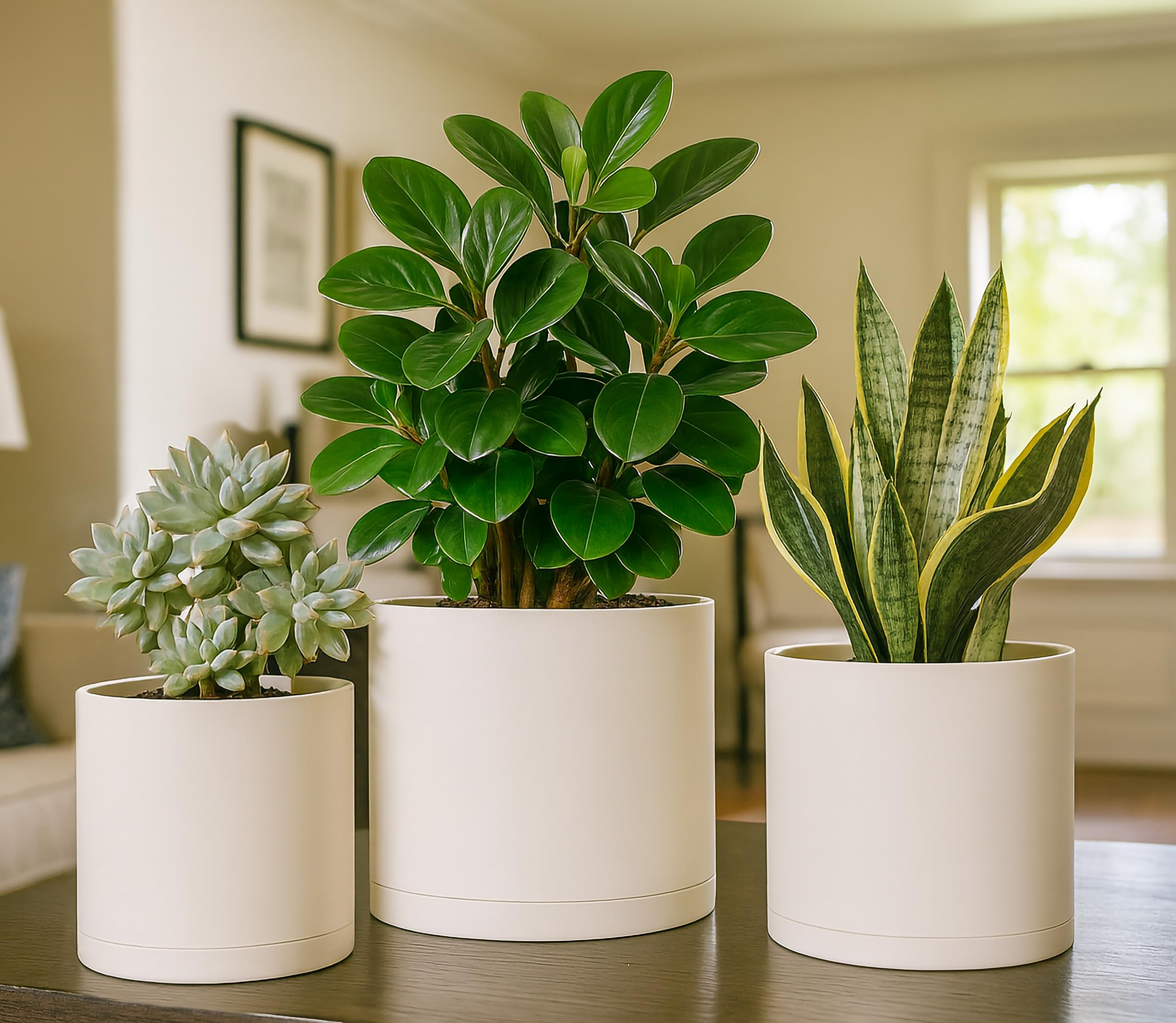 D'vine Dev scale comparison on shelf indicating size differences and versatility