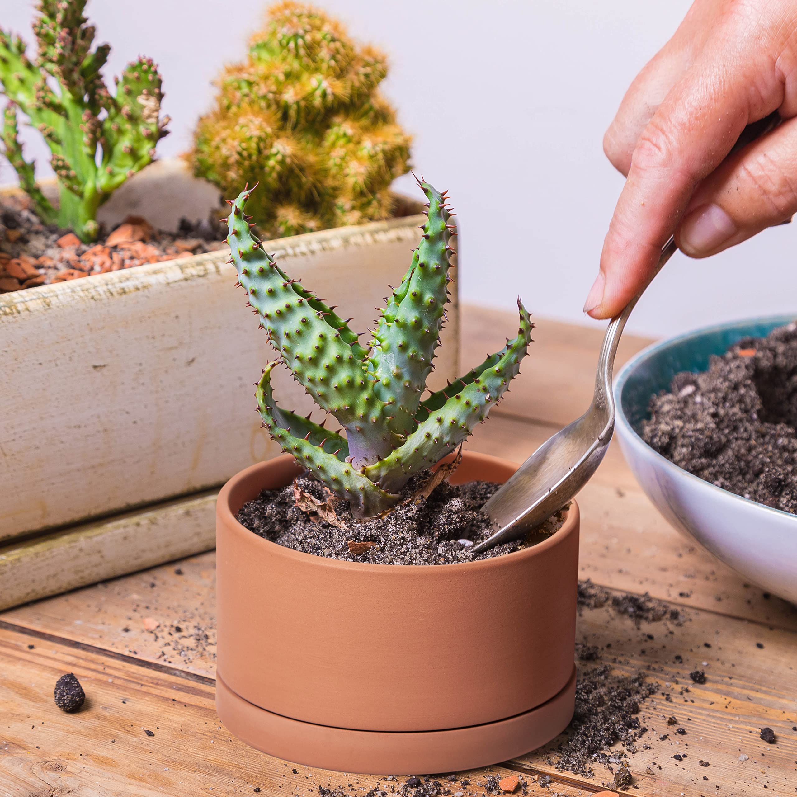 D'vine Dev pot held in hand to show scale and easy desktop placement