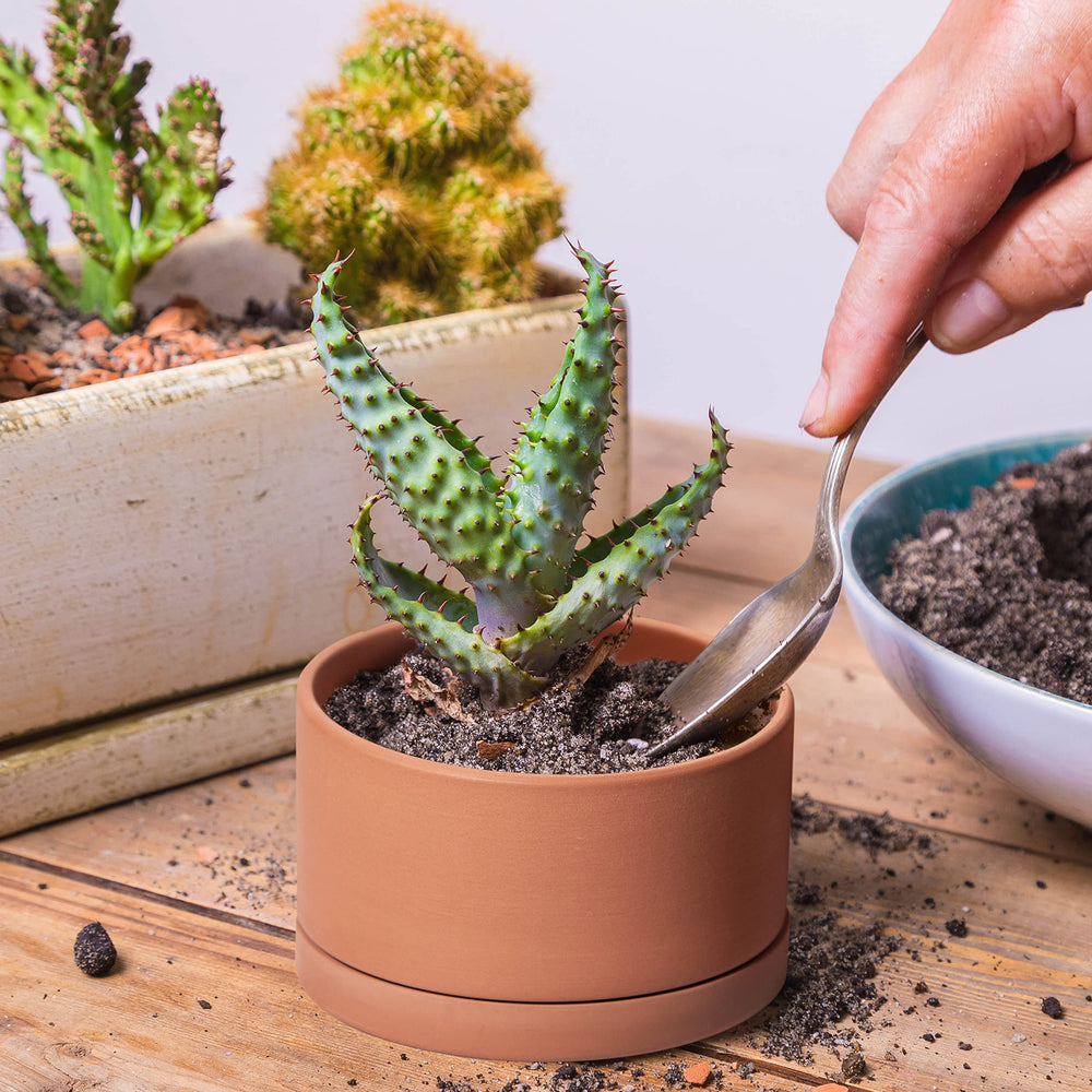 D'vine Dev pot held in hand to show scale and easy desktop placement