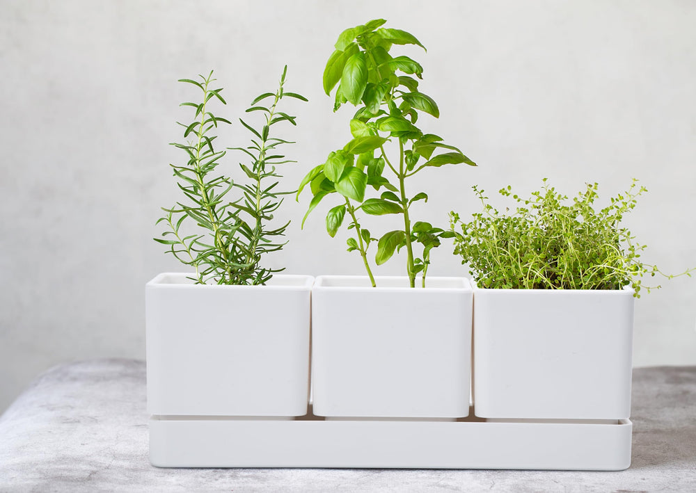 D'vine Dev planter beside teaspoon to show scale and compact countertop fit