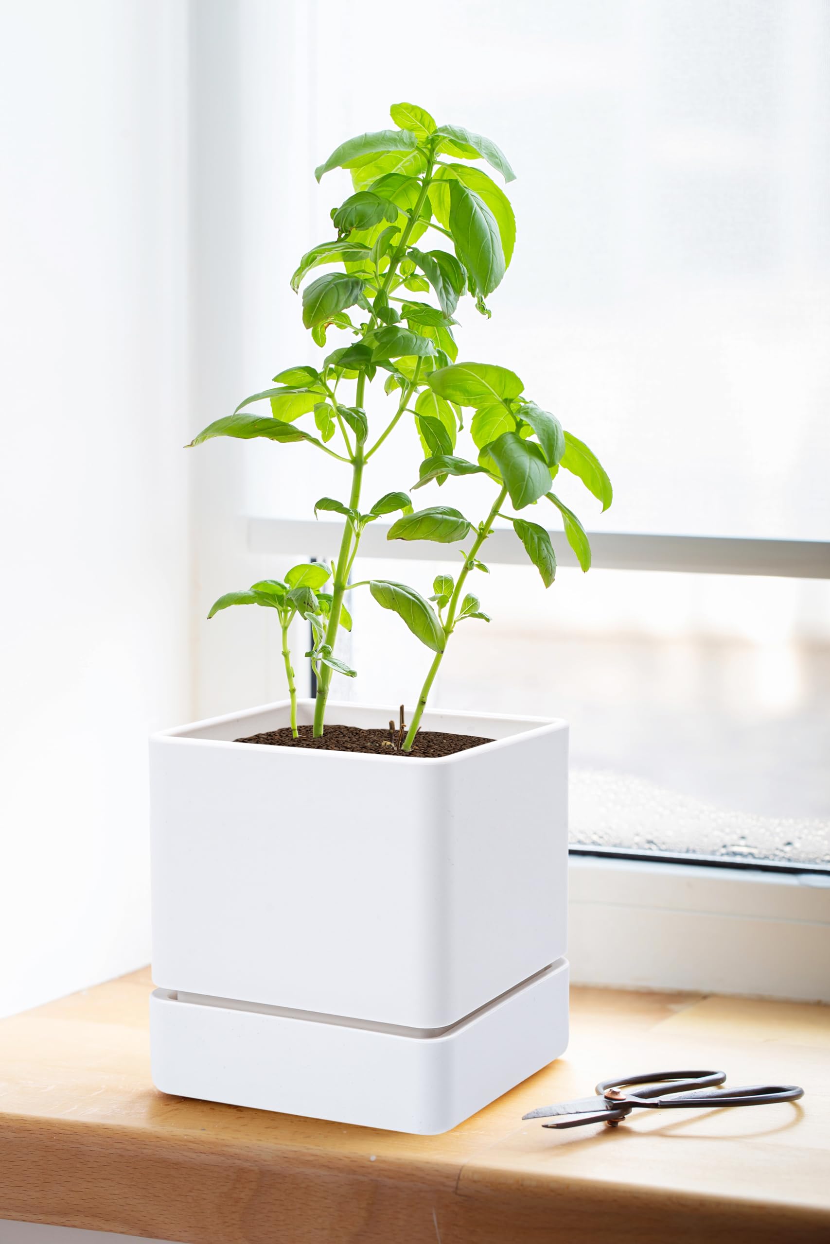 D'vine Dev pot held in hand showing 4.5 inch scale for choosing proper plants