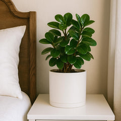 D'vine Dev side profile displaying seamless cylinder design and minimalist silhouette benefit