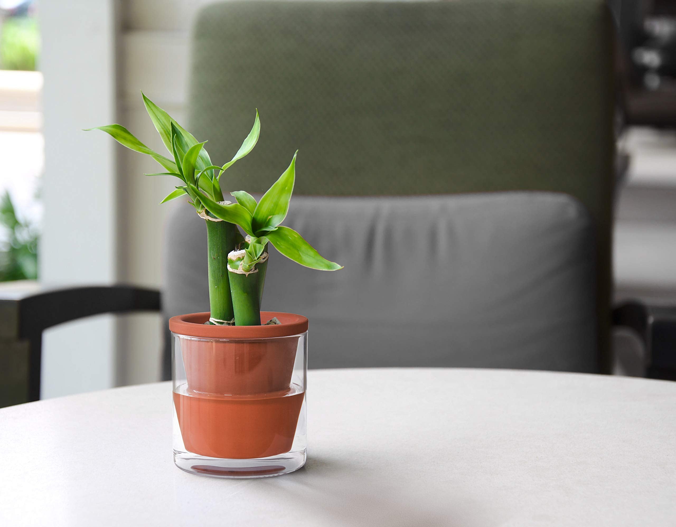 D'vine Dev held in hand to show compact 4-inch scale and easy placement benefit