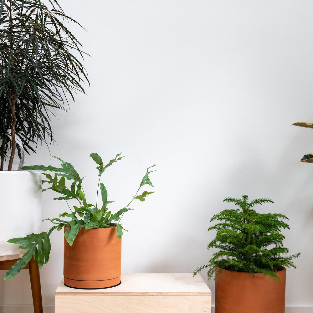 D'vine Dev pot held in hand for scale demonstrating compact 6-inch size and tabletop suitability