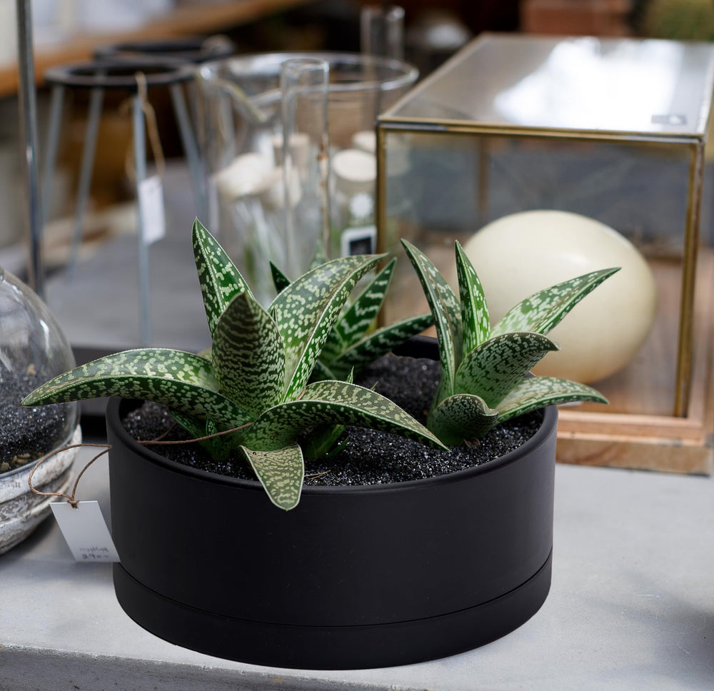 D'vine Dev planter held in hand to show scale and lightweight, easy-to-move design