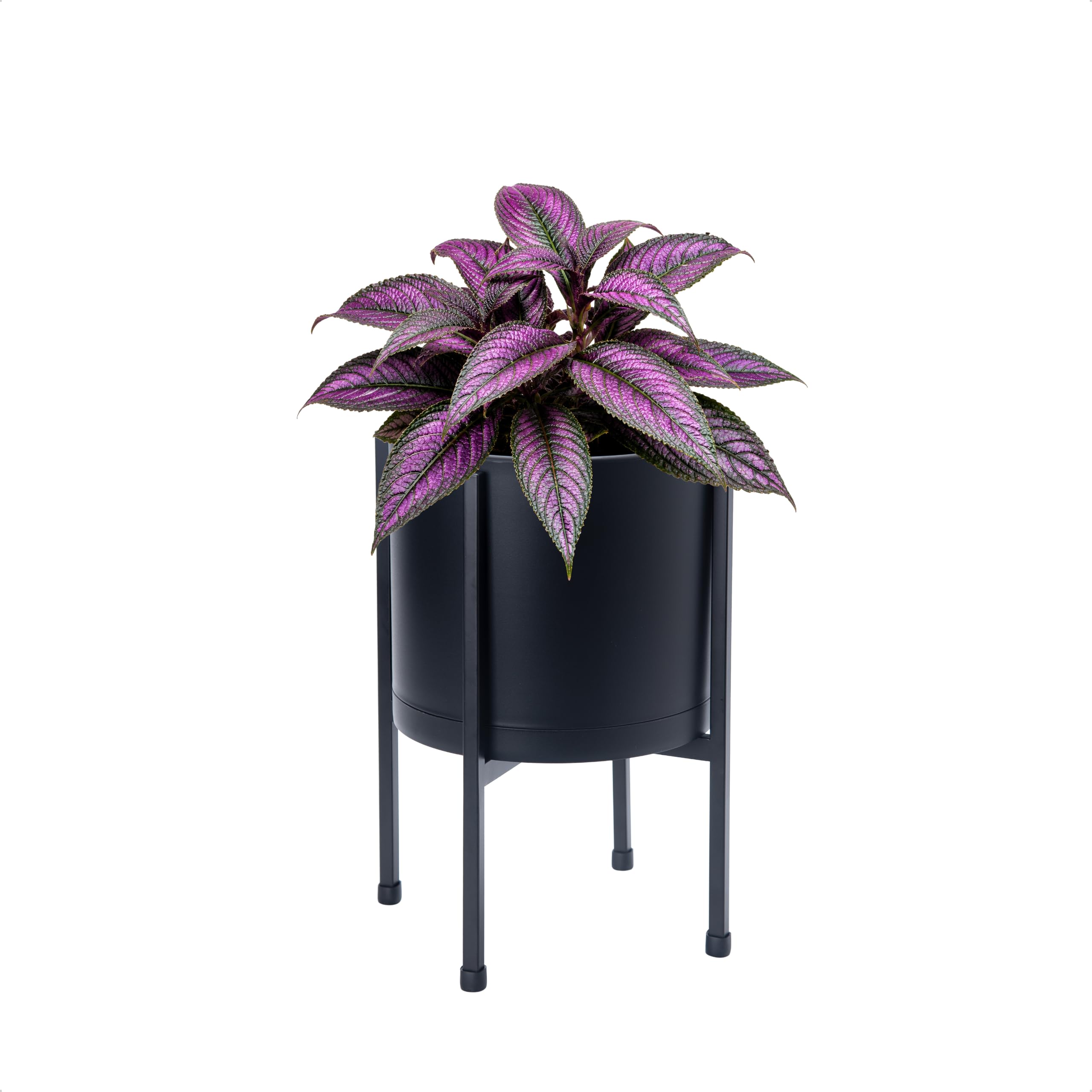 D'vine Dev planter beside common houseplant showing 8-inch scale and placement guidance
