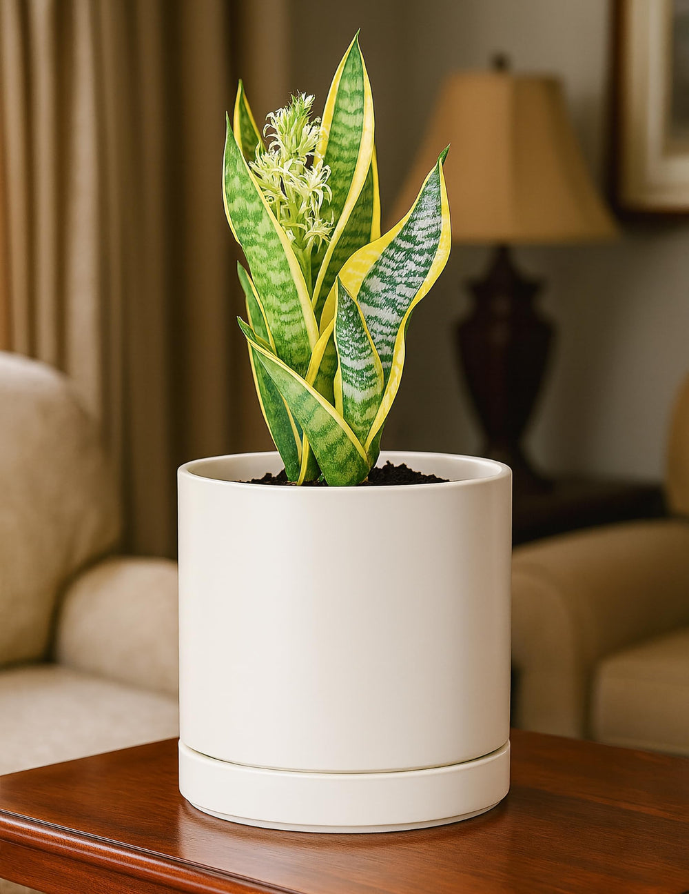 D'vine Dev pot beside ruler showing 6.5-inch size for choosing suitable plants and scale