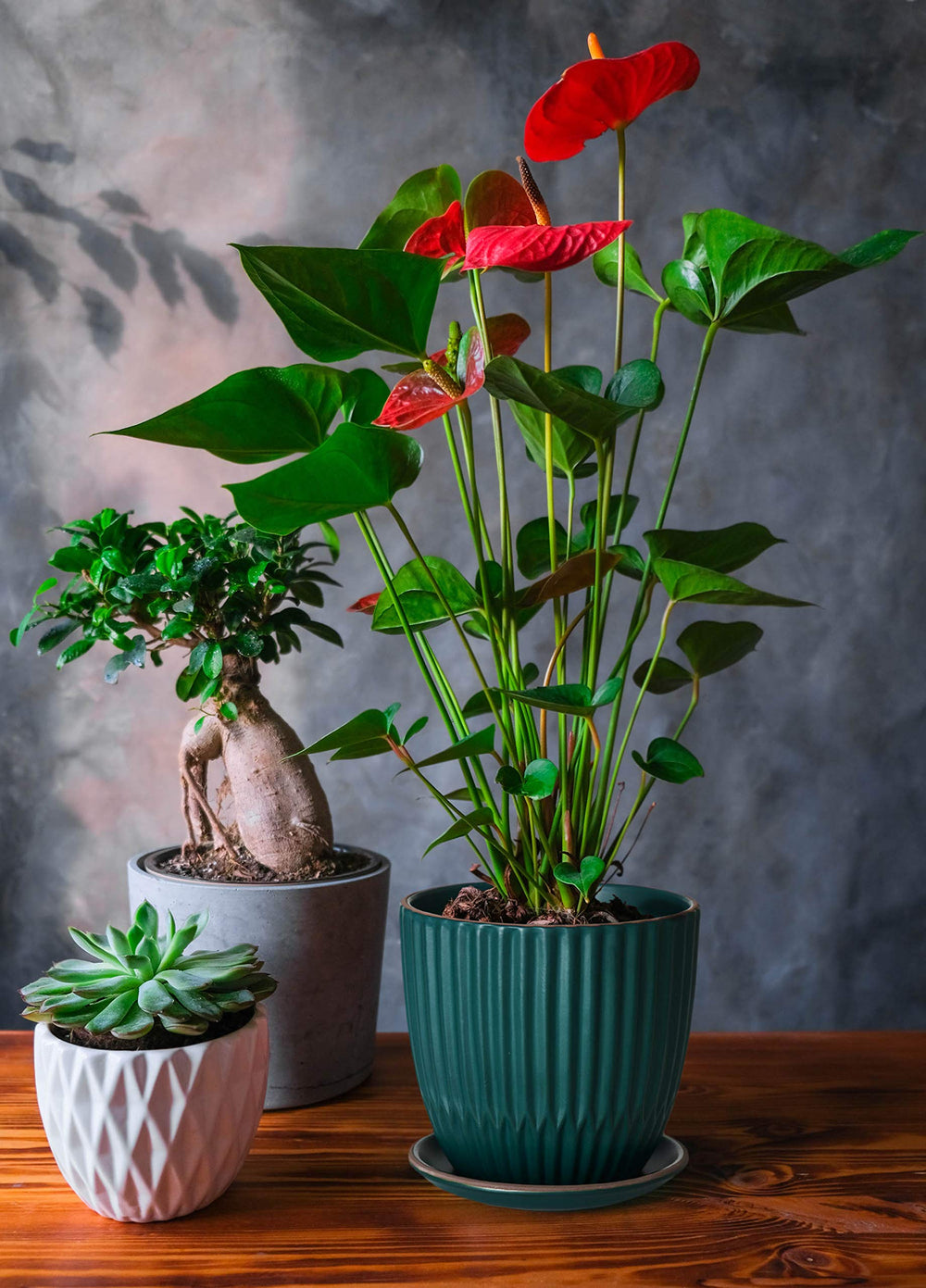 D'vine Dev pot held in hand to show scale and compact tabletop suitability