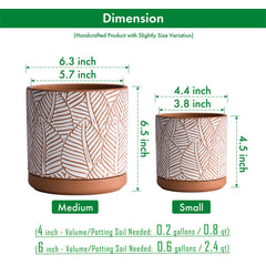 D'vine Dev side-by-side small and medium pots showing scale for matching plants