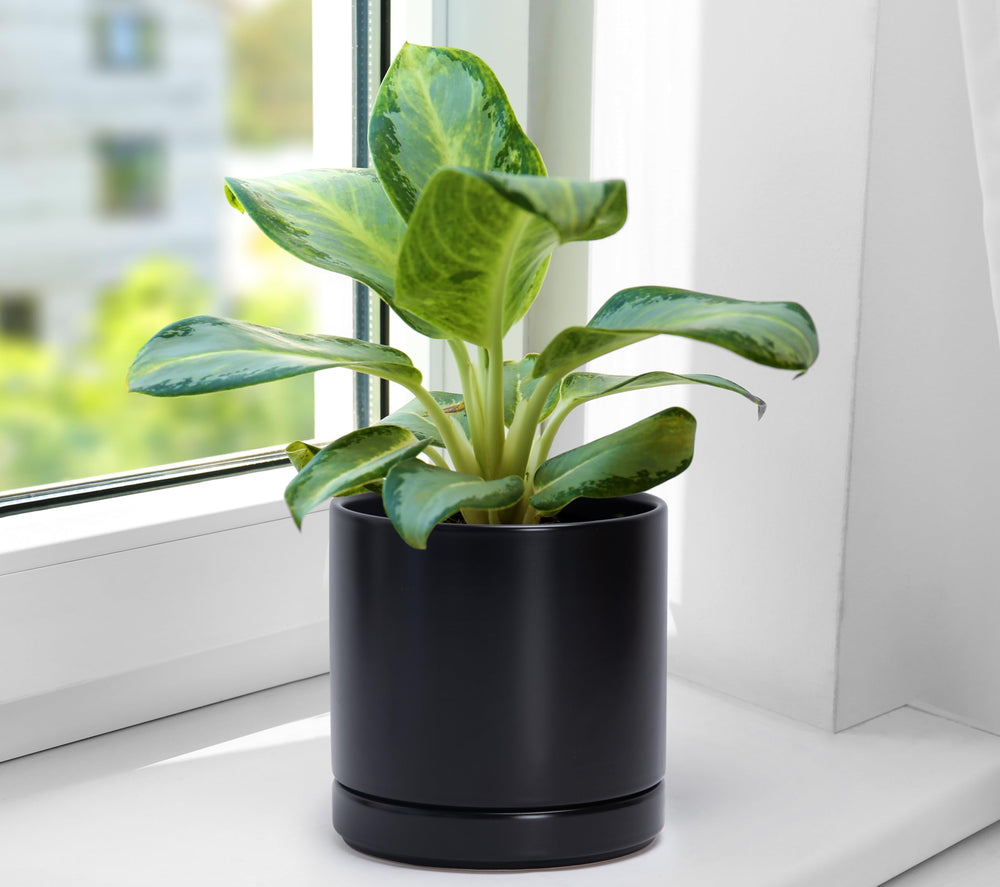 D'vine Dev styled on shelf with plants illustrating decorative versatility and neat watering