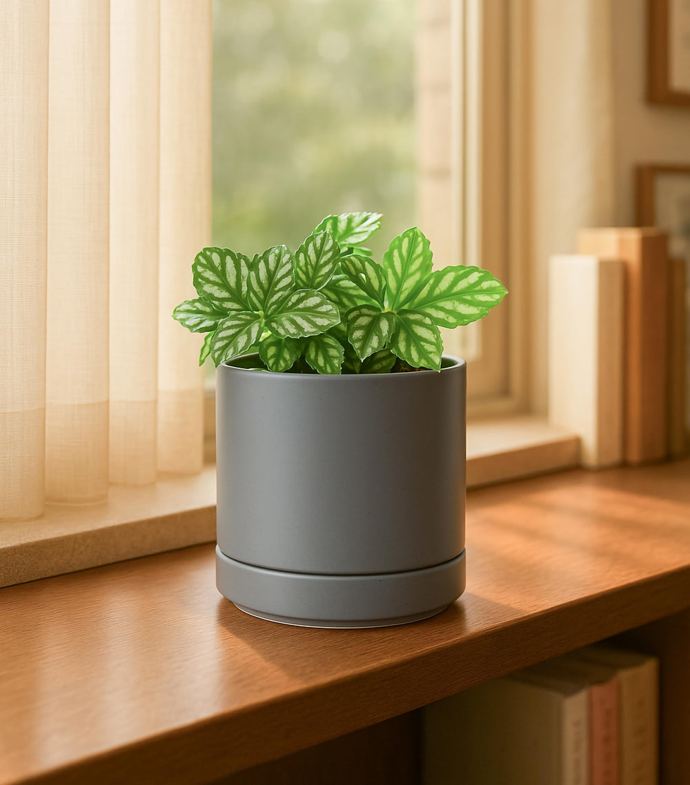 D'vine Dev styled windowsill with plants emphasizing décor compatibility and visual balance