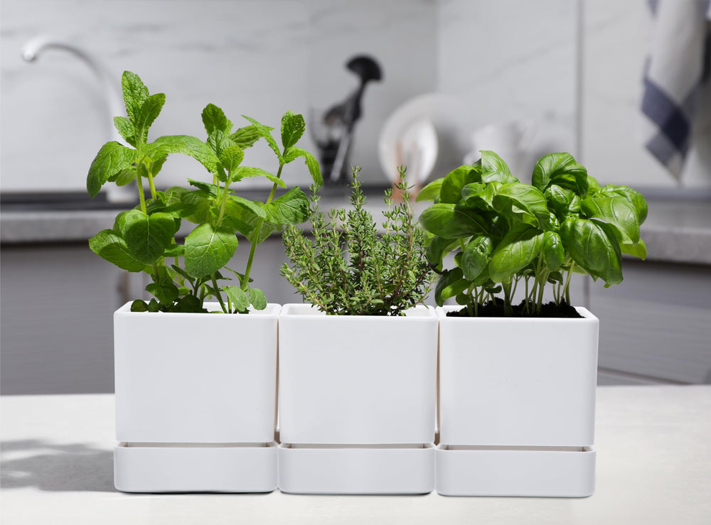 D'vine Dev planted succulent illustrating healthy drainage and neat presentation