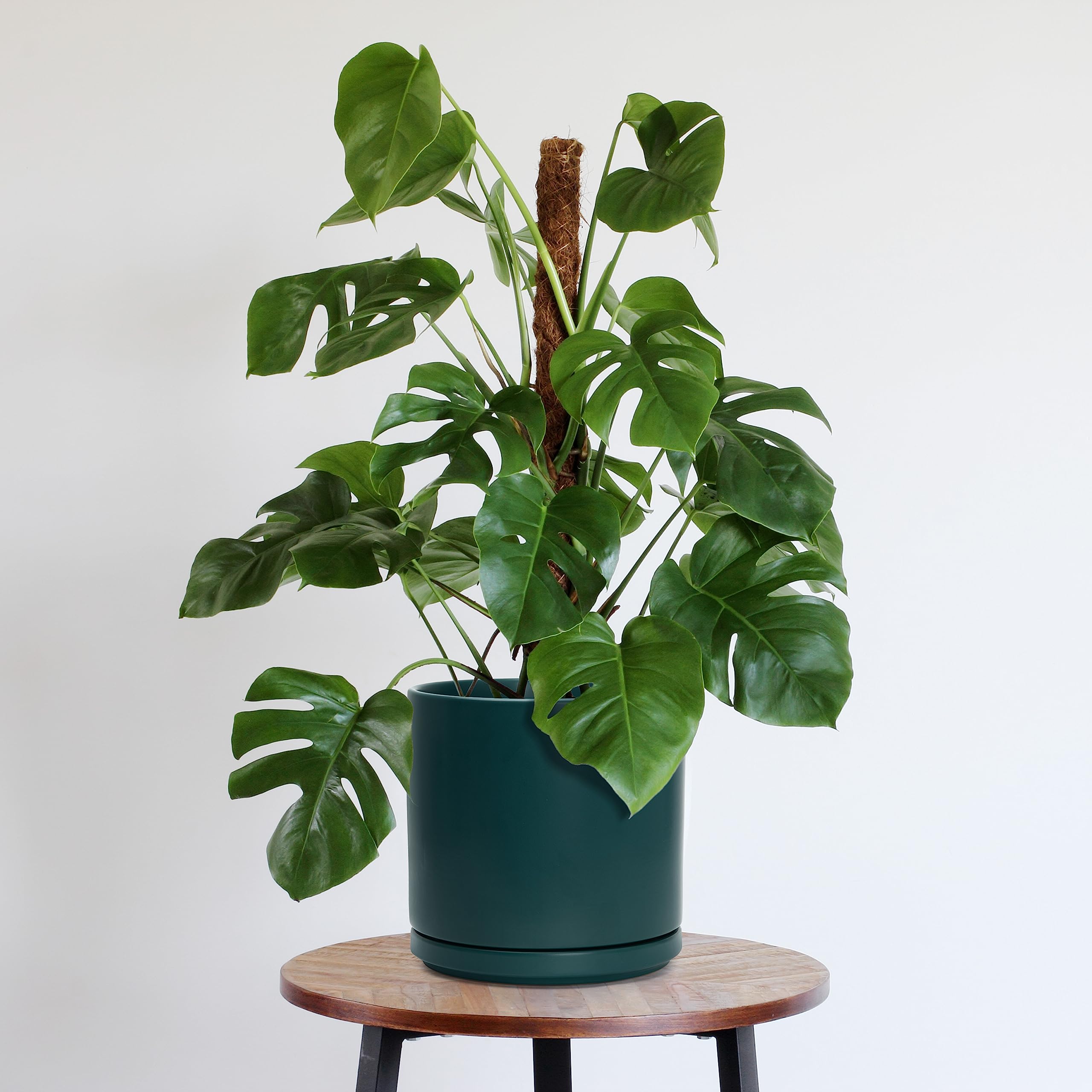D'vine Dev planter with indoor plant in use showing styling and healthy drainage benefit