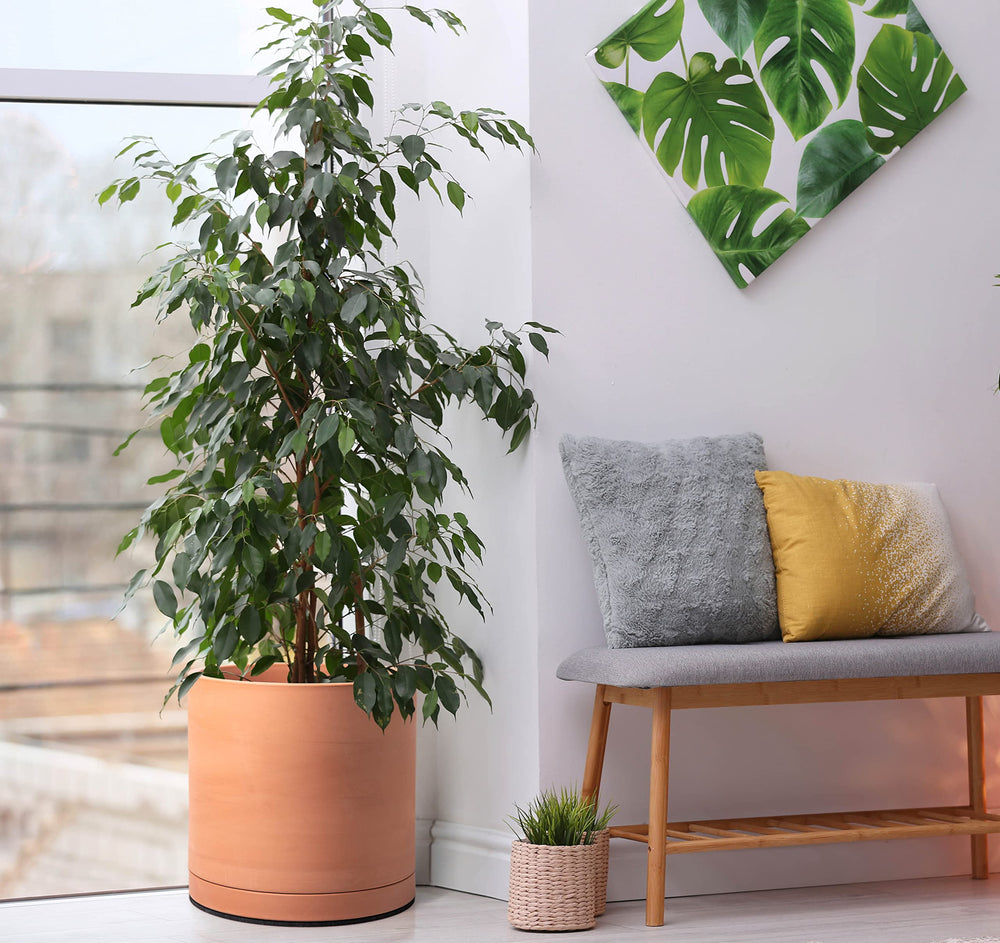 D'vine Dev planted pot in a living room showing how it complements decor