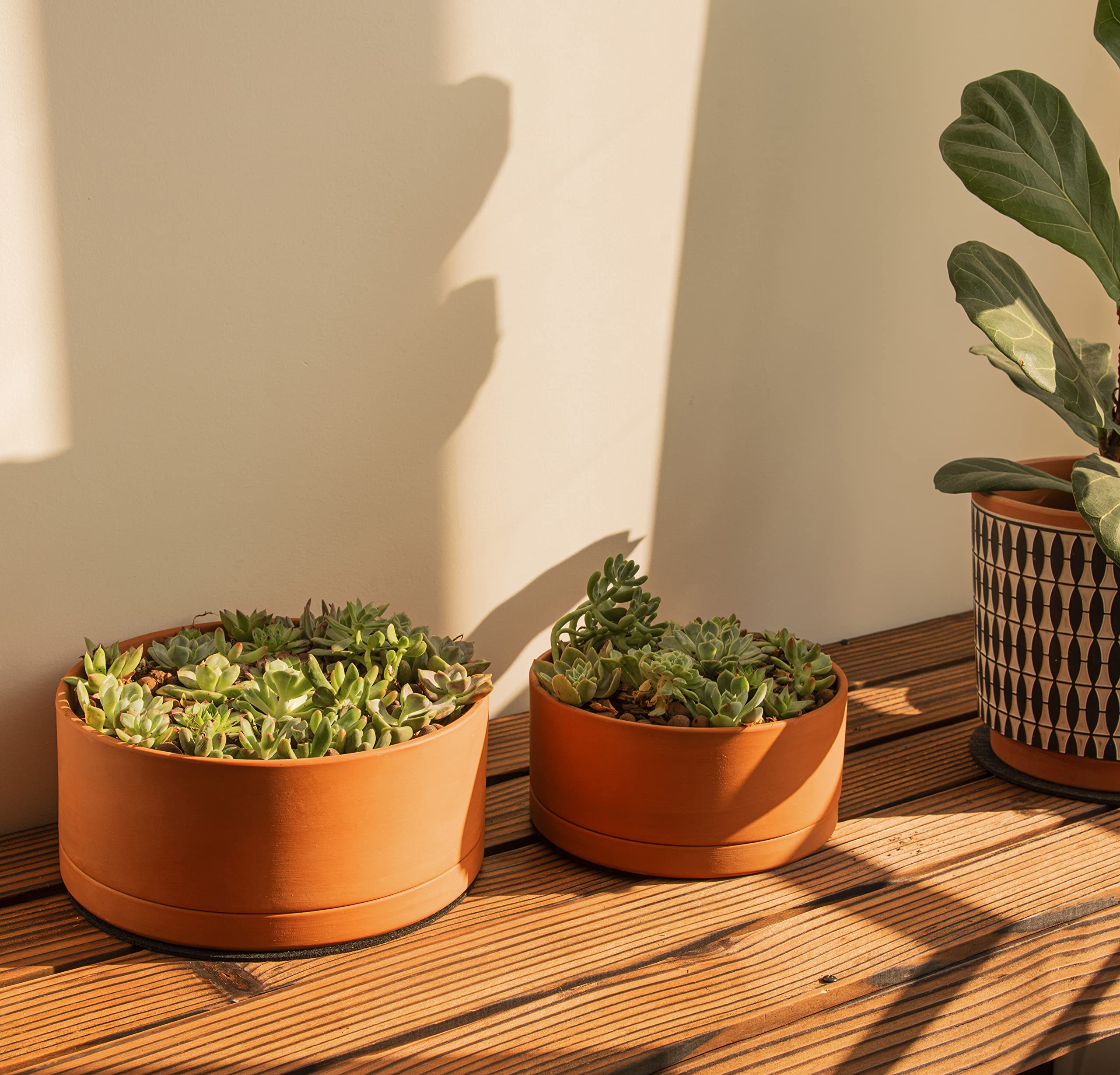 D'vine Dev top-down view showing planting width and shallow depth for succulents
