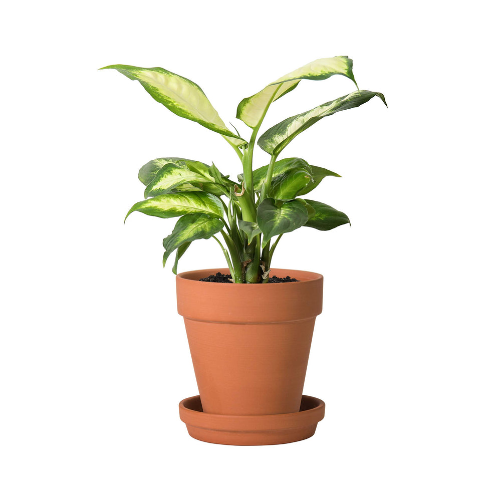D'vine Dev top view of a single 5‑inch terracotta pot revealing rim and drainage hole for healthy roots