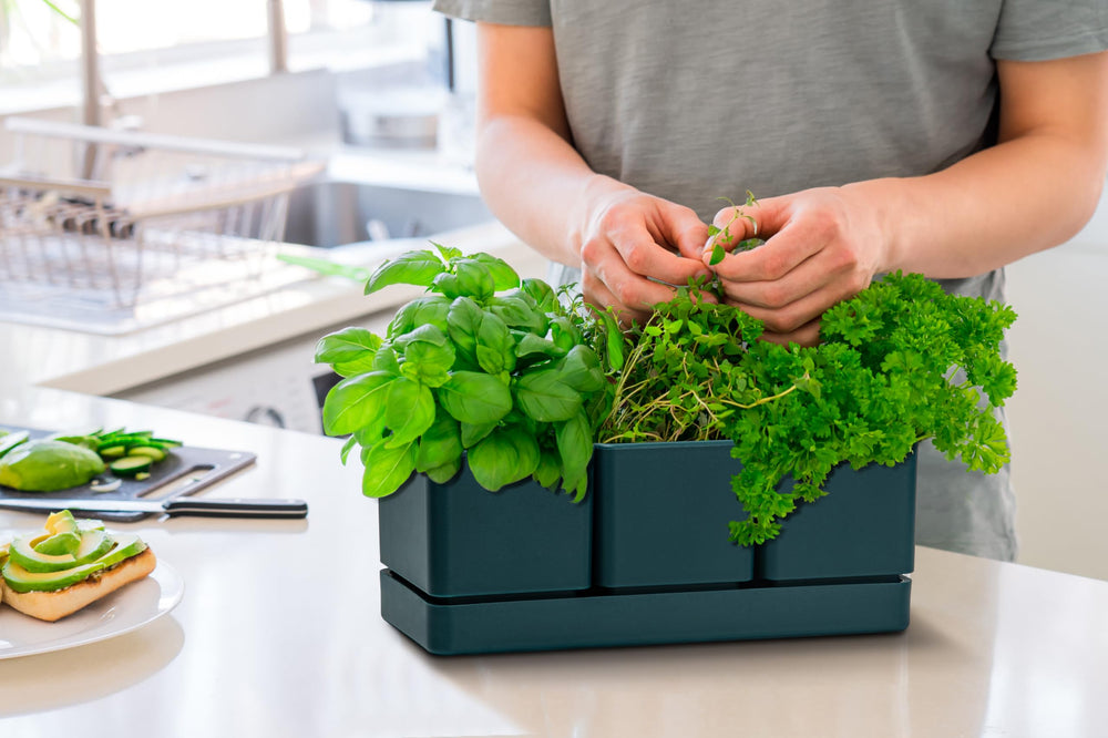 D'vine Dev tray and detachable saucers pictured for tidy indoor watering