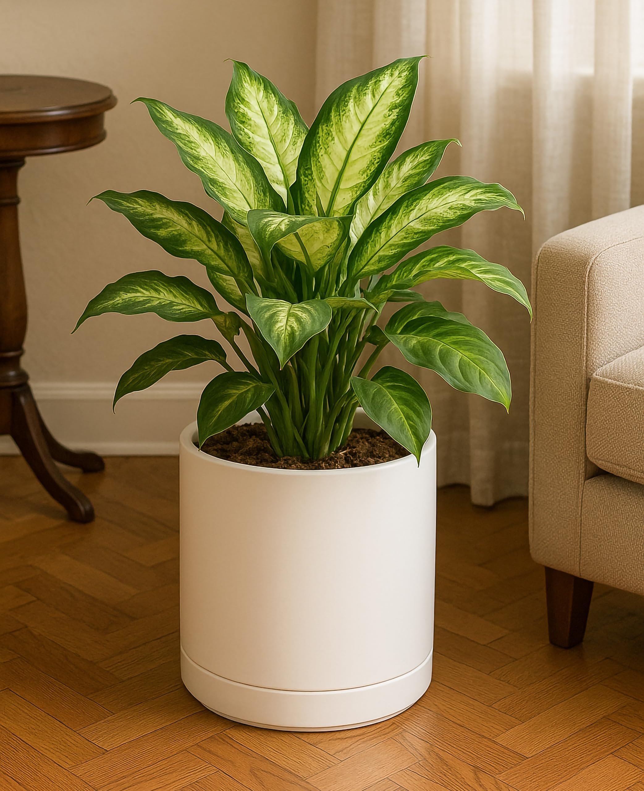 D'vine Dev planted in living room showing stylish display and neutral tone