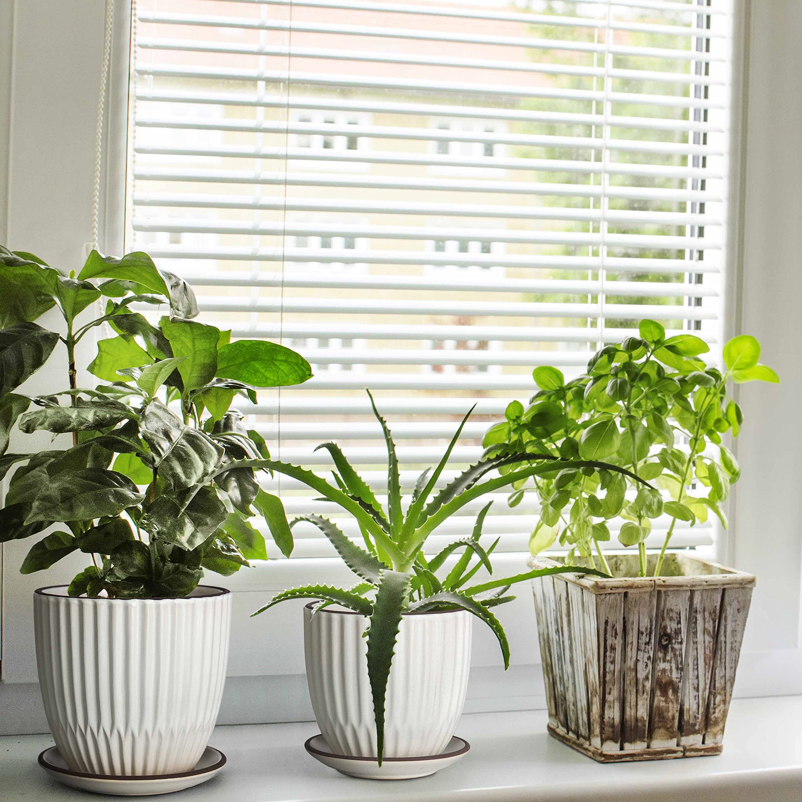 D'vine Dev planter with succulent in place demonstrating attractive styling