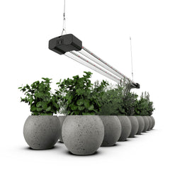 DYMOND BoostGro mounted on a shelf lighting young plants for even coverage