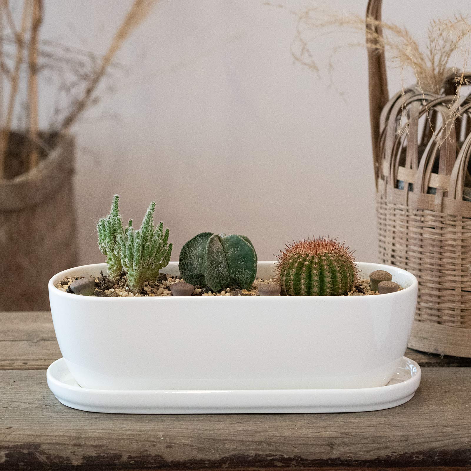 E-liu planter boxed packaging ready to gift for plant lovers