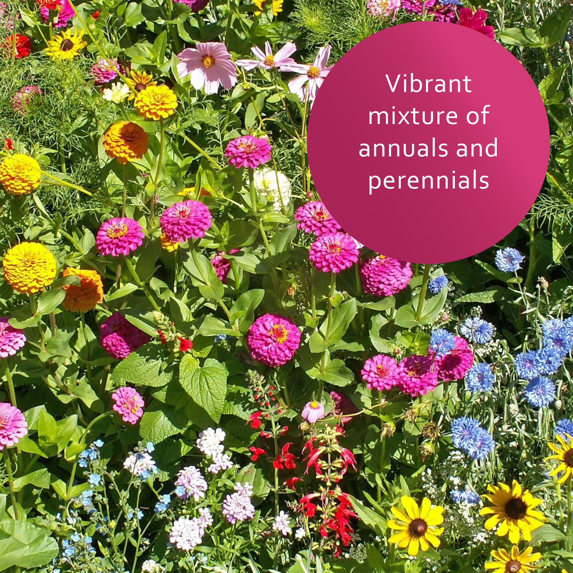 Earth Science seeds sown in soil demonstrating simple planting and quick establishment