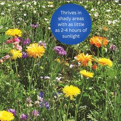 Earth Science seeds scattered on soil demonstrating easy sowing