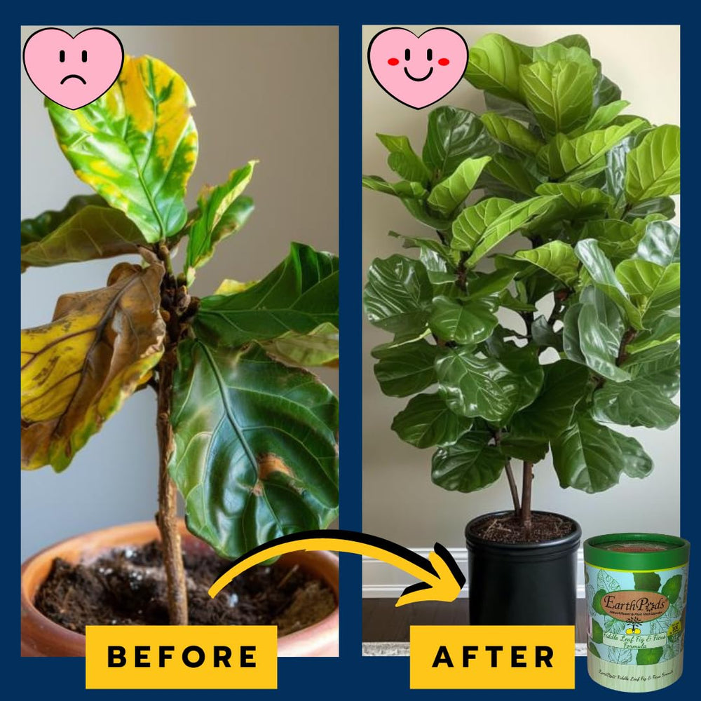 EarthPods used on a fiddle leaf fig in living room showing healthier leaves