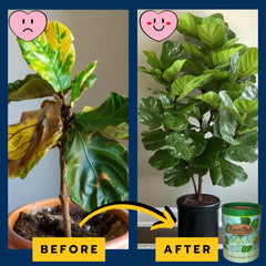 EarthPods used on a fiddle leaf fig in living room showing healthier leaves