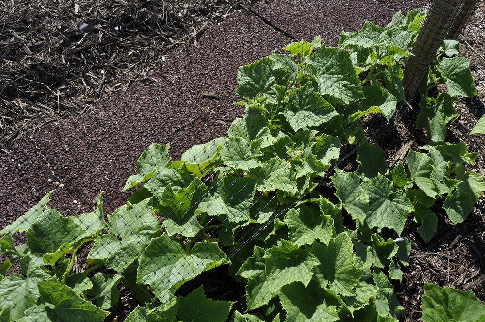 Easy Gardener BirdBlock close-up of black polypropylene mesh — durable protection