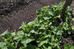 Easy Gardener BirdBlock close-up of black polypropylene mesh — durable protection